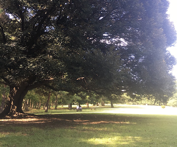 野川公園の大きな木の写真