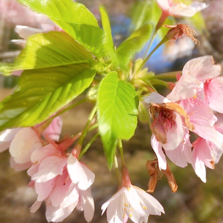 桜のアップ写真