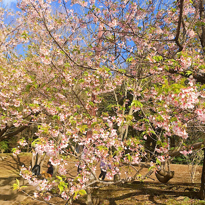 桜の全体写真